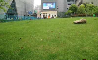 美国林登中学上海分校校园环境：校园绿地