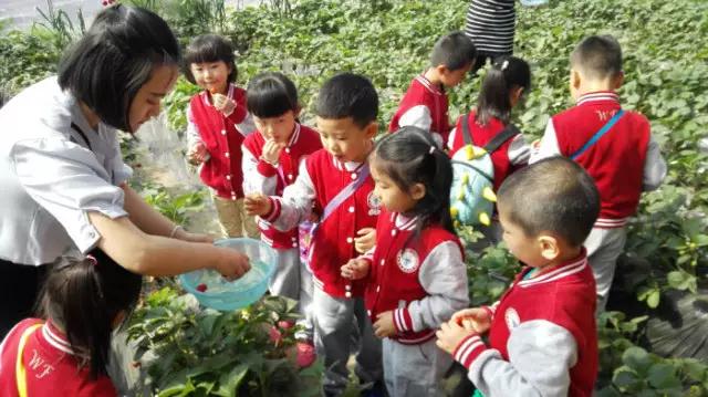 北京王府学校幼儿园草莓采摘活动